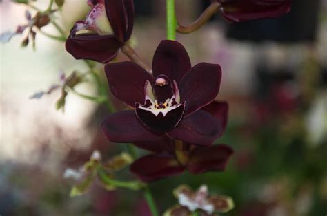 orchidee noire nantes|L’ORCHIDÉE NOIRE